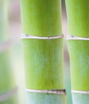 Bambu3.jpg